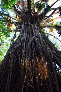 Low angle view of palm tree