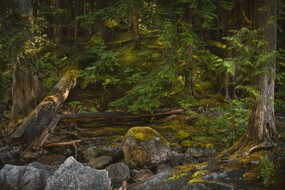 Trees and rocks in forest