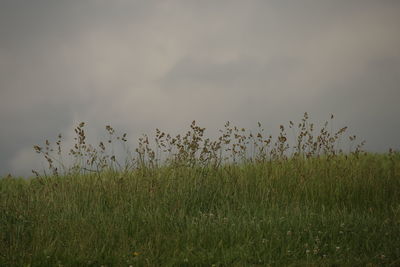 Scenic view of grassy field against sky