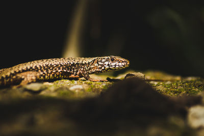 Close-up of lizard on rock