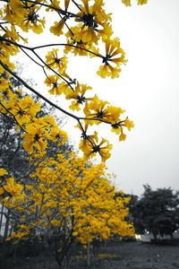 Low angle view of yellow flower tree against clear sky