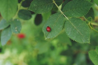Close-up of ladybug on leaf
