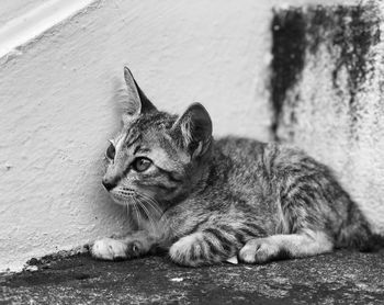 Cat sitting on looking away