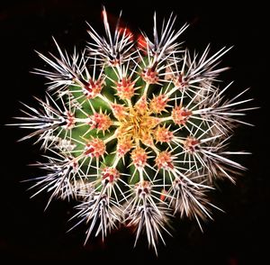 Close-up of succulent plant