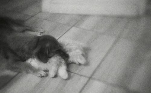 Cat sleeping on floor