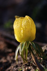 Close-up of fruit growing on field