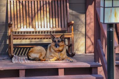 Dog relaxing on steps at home