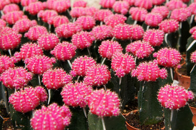 Close-up of pink flowering plants