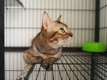 Cat sitting in cage