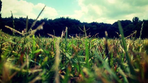 Scenic view of grassy field against sky