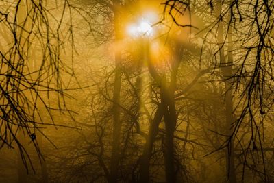 Close-up of bare trees at sunset