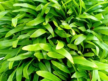 Full frame shot of green leaves