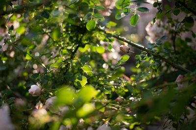 Close-up of berries growing on tree