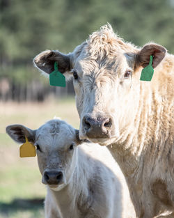 White charolais beef cow and her calf close-up portrait.