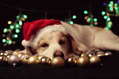 Dog with christmas decorations at night