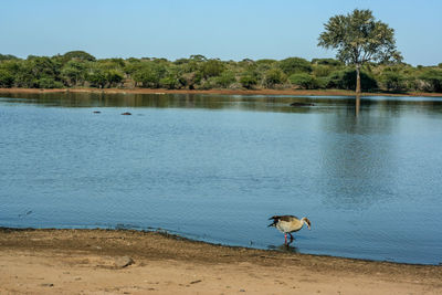 Bird on a lake
