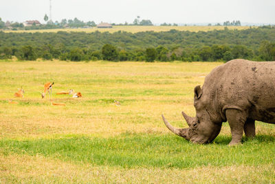 Horse grazing on field