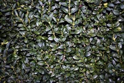 Full frame shot of plants