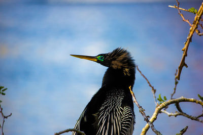 Close-up of bird perching on a tree