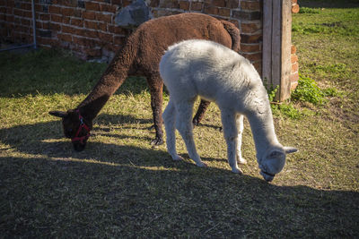 Horse grazing on field