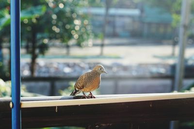 Close-up of bird perching on railing