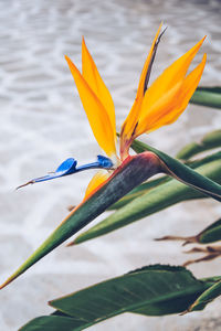 Close-up view of a strelitzia reginae - bird of paradise plant