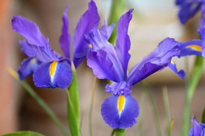 Close-up of purple flowers blooming in field