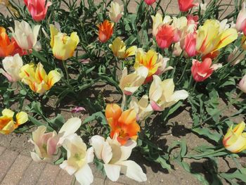High angle view of various flowers blooming outdoors