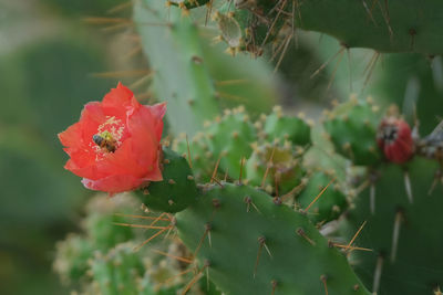 Close-up of red rose on cactus