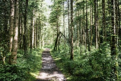 Trail amidst trees in forest