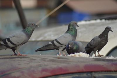 Close-up of birds perching on wood