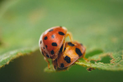 Close-up of ladybug on plant