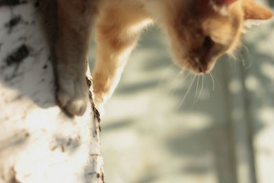 Close-up of cat on tree during sunny day