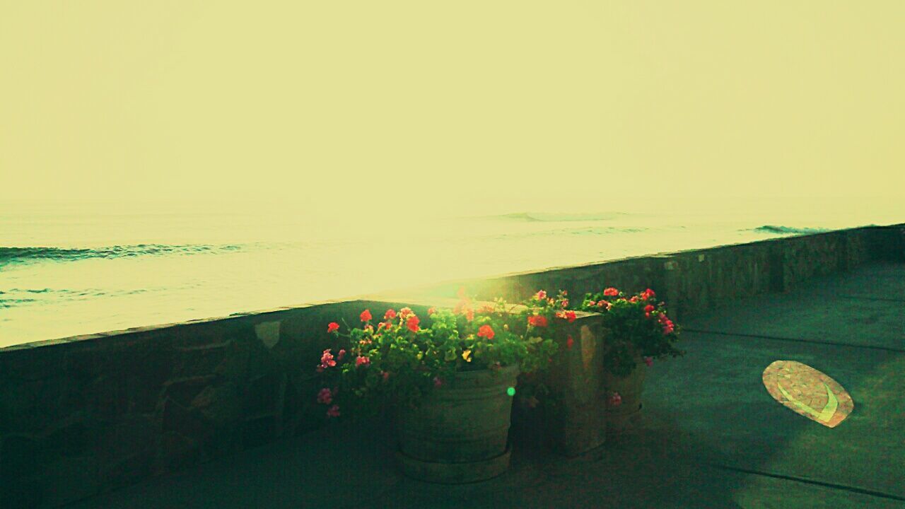 horizon over water, sea, beauty in nature, plant, nature, water, flower, tranquil scene, tranquility, growth, scenics, copy space, beach, potted plant, sunset, no people, idyllic, sky, wall - building feature, clear sky