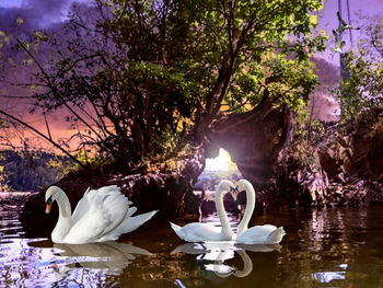 Swan swimming in lake