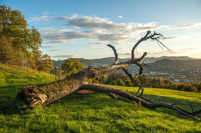 Trees on field against sky