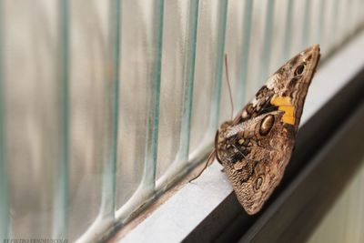 Close-up of butterfly