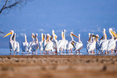 Flock of birds on beach