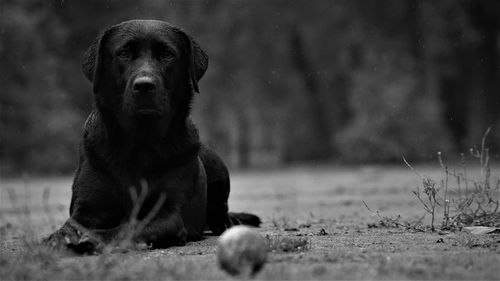 Close-up of dog