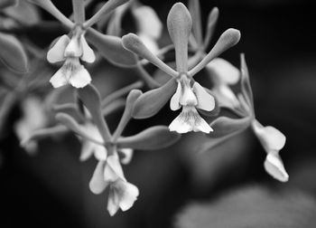 Close-up of white flowers