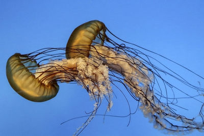 Close-up of jellyfishes in sea