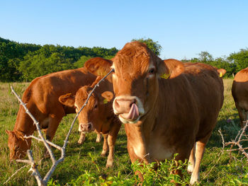 Cows in a field