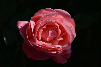 Close-up of pink rose against black background