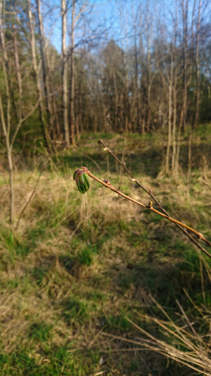 forest, tranquility, grass, tree, nature, growth, plant, tranquil scene, field, landscape, focus on foreground, beauty in nature, dry, day, selective focus, non-urban scene, outdoors, woodland, no people, tree trunk