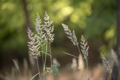 Close-up of flowering plant on field