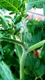 Close-up of fresh green plant