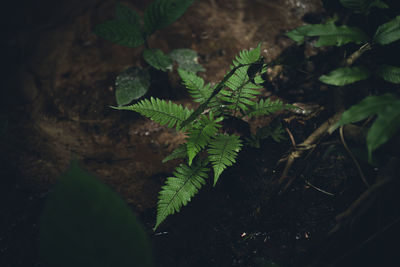 High angle view of fern leaves on field