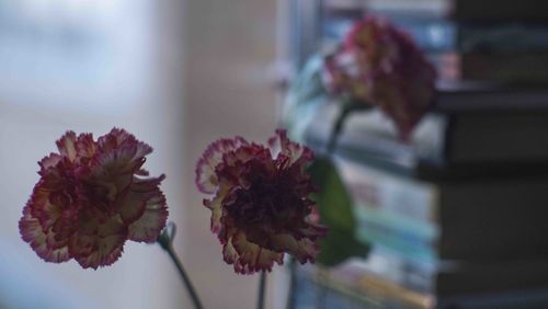 Close-up of wilted flower in vase