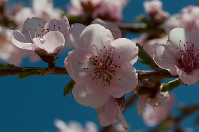 Close-up of cherry blossom