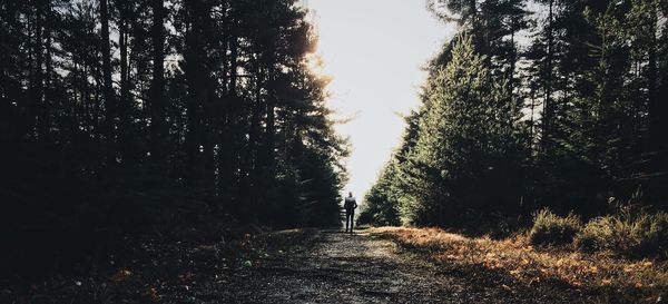 Low angle view of trees against sky